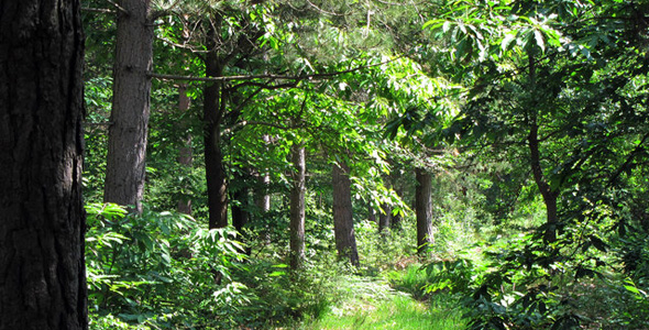 Blean Woods RSPB Nature Reserve