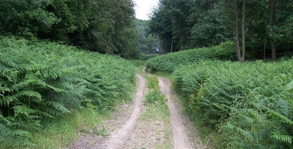 Church Wood RSPB Nature Reserve