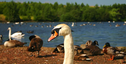 Fairburn Ings RSPB Nature Reserve