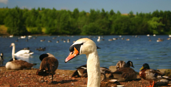 Fairburn Ings RSPB Nature Reserve