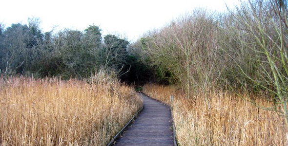 Fowlmere RSPB Nature Reserve