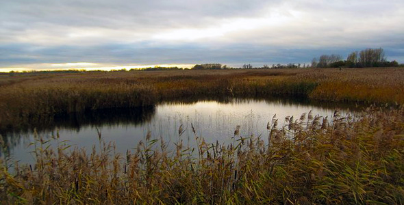 Lakenheath Fen RSPB Nature Reserve