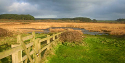 Marazion Marsh RSPB Nature Reserve