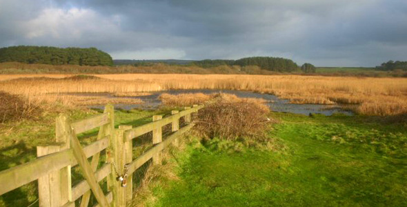 Marazion Marsh RSPB Nature Reserve