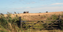 Minsmere RSPB Nature Reserve