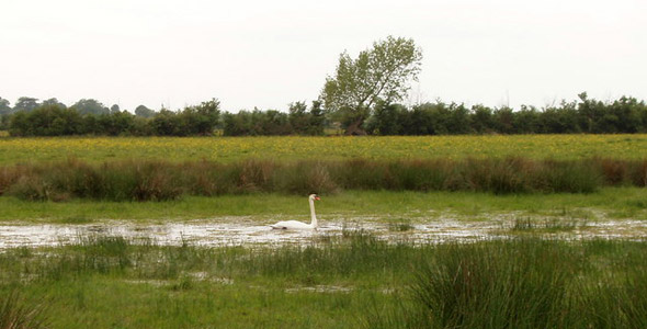 Otmoor RSPB Nature Reserve