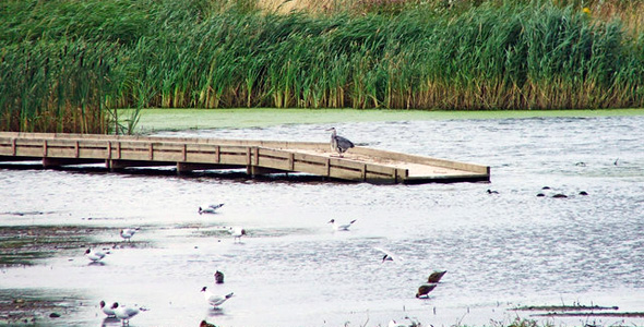 Rye Meads RSPB Nature Reserve